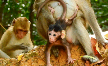 A tiny baby monkey named Ara struggles to feed from his mother in the lush Angkor Wat forest, showing determination and vulnerability