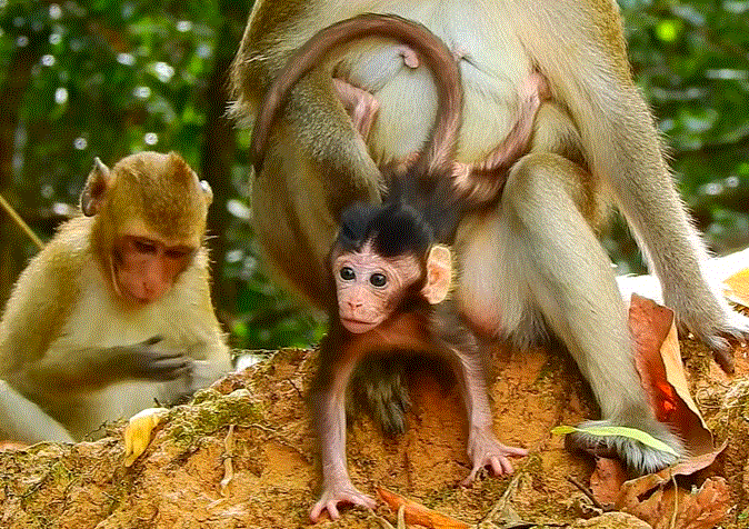 A tiny baby monkey named Ara struggles to feed from his mother in the lush Angkor Wat forest, showing determination and vulnerability