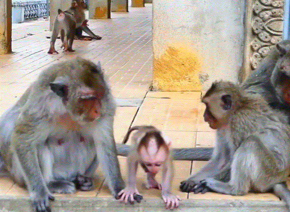 Baby Albert lying at the base of Angkor Wat stairs after falling, surrounded by guides and villagers, with the forest in the background.