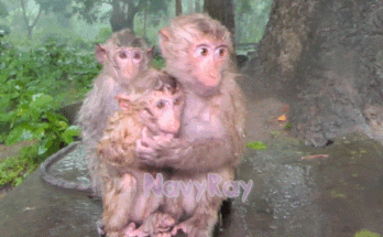 Four thin, wet macaque monkeys huddled together on a stone ledge under a broken temple roof during heavy rain in the forest near Angkor Wat.
