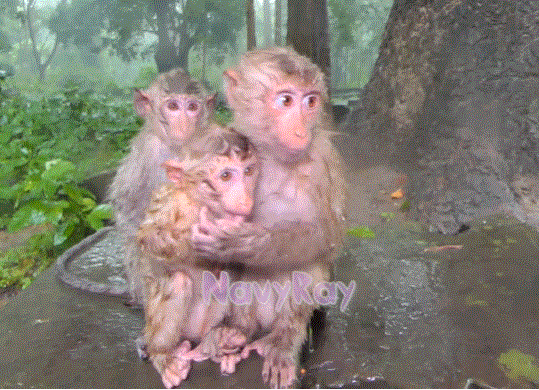 Four thin, wet macaque monkeys huddled together on a stone ledge under a broken temple roof during heavy rain in the forest near Angkor Wat.