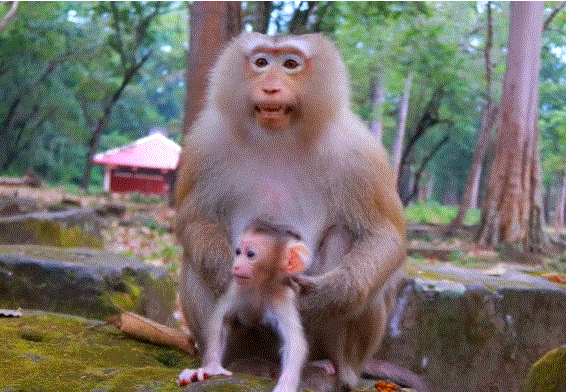 Baby monkey Rina takes her first steps toward Mom Rose in Angkor Wat forest, a heartwarming moment of trust and courage.