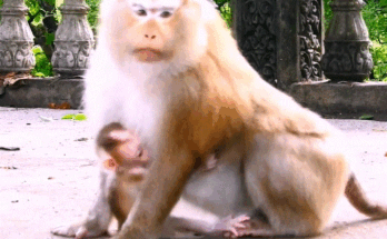 “Tearful baby girl curled up on the mossy floor of a wooden hut, under moonlit Angkor Wat forest, reflecting fear and confusion from a mother’s quiet anger.”