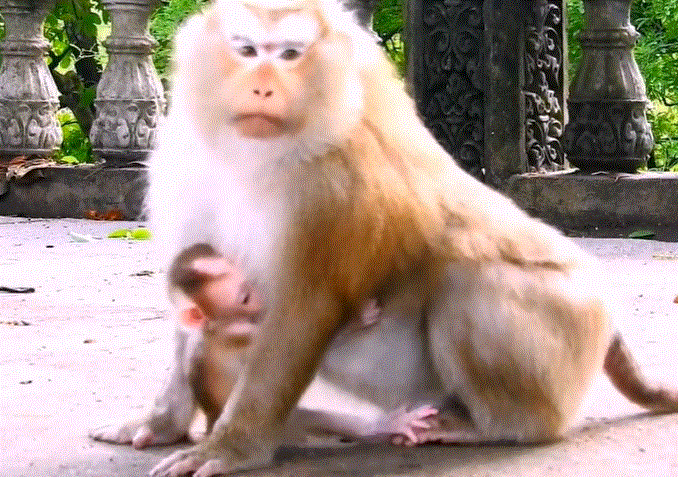 Tearful baby girl curled up on the mossy floor of a wooden hut, under moonlit Angkor Wat forest, reflecting fear and confusion from a mother’s quiet anger.