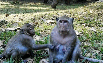 Baby monkey Sweetpea crying for milk while Mom Popeye stands protectively in Angkor Wat forest.
