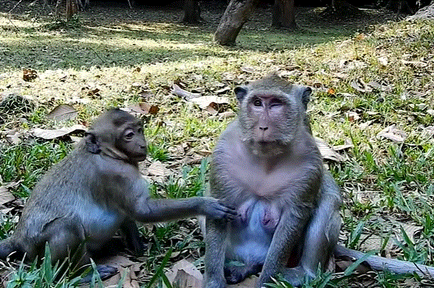 Baby monkey Sweetpea crying for milk while Mom Popeye stands protectively in Angkor Wat forest.