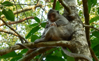 Misty ancient temple ruins at dusk among dense forest — shadows and stone towers of Angkor Wat bathed in fading light.