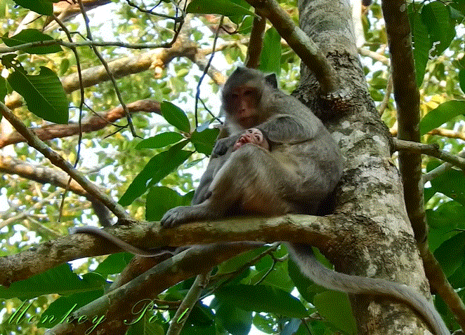 Misty ancient temple ruins at dusk among dense forest — shadows and stone towers of Angkor Wat bathed in fading light.