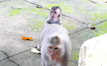 Mother monkey lifts and drops her baby in Angkor Wat forest, a shocking yet powerful lesson in resilience.
