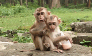 A young baby macaque sitting among forest roots in Angkor Wat, holding a small milk bottle. His eyes look toward the camera, conveying vulnerability and innocence.