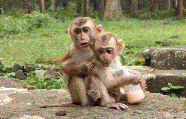 A young baby macaque sitting among forest roots in Angkor Wat, holding a small milk bottle. His eyes look toward the camera, conveying vulnerability and innocence.
