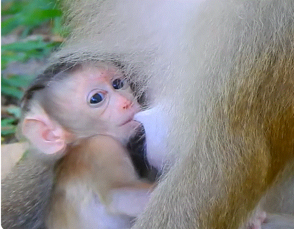 A woman gently kisses a newborn baby being cradled by another mother among moss-covered temple ruins and jungle greenery.