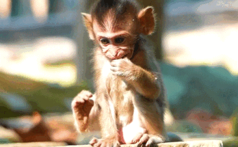 Newborn Rina standing on a tree trunk in lush Angkor forest, excited and smiling.
