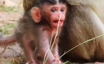 Newborn baby monkey clinging tightly to mother Malika in the Angkor Wat forest, captured in a quiet and emotional moment.