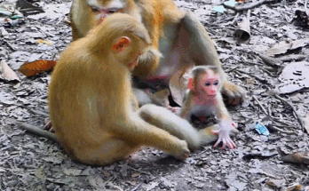Baby monkey Luna taking her first steps on mossy ground in the Angkor Wat forest, with gentle morning light around her