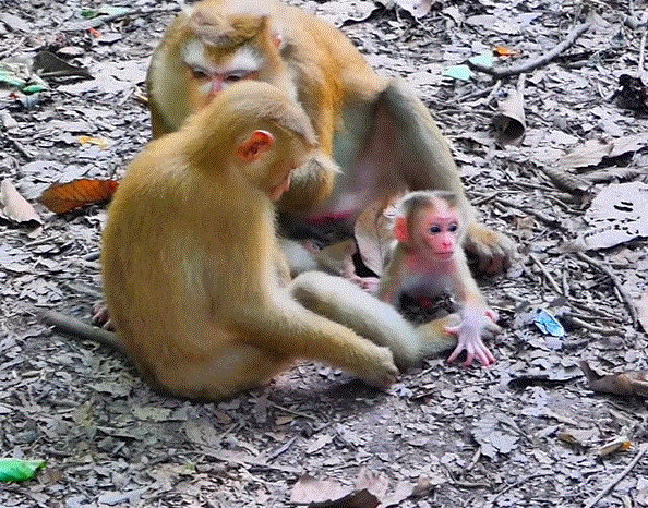 Baby monkey Luna taking her first steps on mossy ground in the Angkor Wat forest, with gentle morning light around her