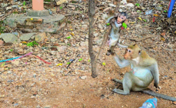 Happy young macaque monkeys playing on a curved tree branch in the Angkor Wat jungle