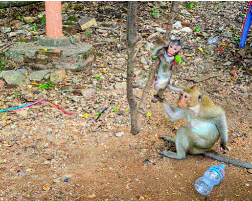 Happy young macaque monkeys playing on a curved tree branch in the Angkor Wat jungle.