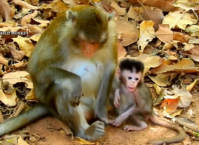 Alba reaches out to her mother Anna in the Angkor Wat forest, pleading for milk, under an ancient tree’s shade.