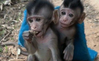 Two baby monkeys hugging tenderly beneath sunlight filtering through ancient Angkor Wat jungle