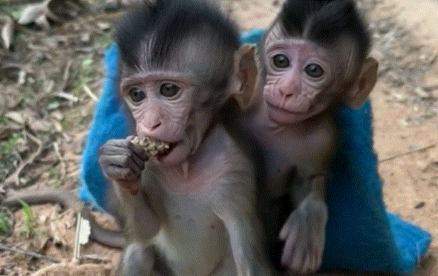 Two baby monkeys hugging tenderly beneath sunlight filtering through ancient Angkor Wat jungle