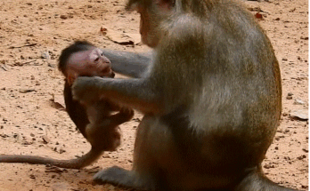 Friends confront a painful moment in the Angkor Wat forest as anger, protection, and emotion unfold beneath ancient temple ruins.