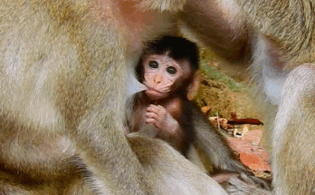Baby Ara resting safely in his mother’s arms in the Angkor Wat forest, after learning to climb and gaining confidence.