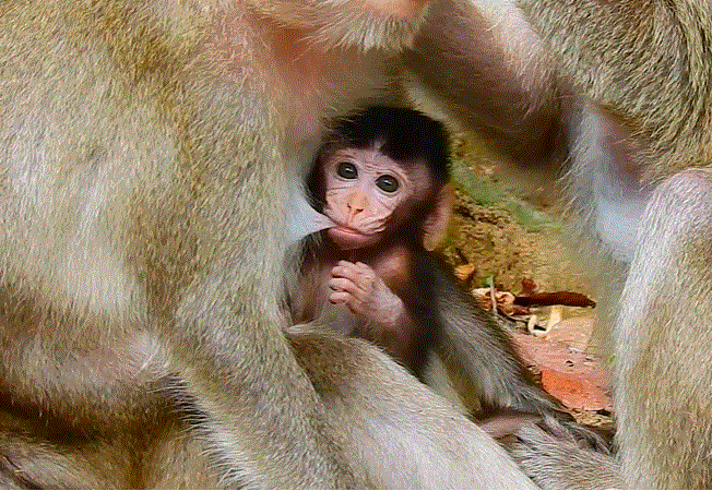 Baby Ara resting safely in his mother’s arms in the Angkor Wat forest, after learning to climb and gaining confidence.