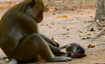 A young girl stands between her parents in the Angkor Wat forest, sunlight filtering through ancient trees as emotions unfold.