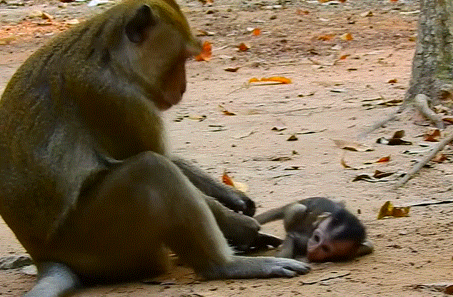 A young girl stands between her parents in the Angkor Wat forest, sunlight filtering through ancient trees as emotions unfold.