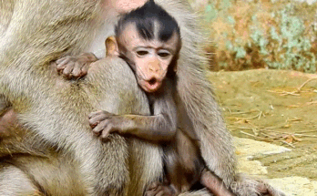 The Day in the Angkor Wat Forest That Changed Everything — A Friend’s Story of Loss, Love & Forgiveness