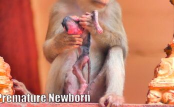 A young mother monkey sitting quietly beside her newborn on the forest floor near Angkor Wat at dawn