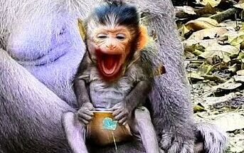 Young macaque sitting near tree roots in the Angkor Wat forest, calling softly while watching the surrounding jungle for her mother.