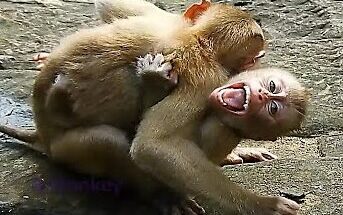 A young baby monkey named Bruno sitting alone near tree roots in the Angkor Wat forest, early morning light filtering through leaves.