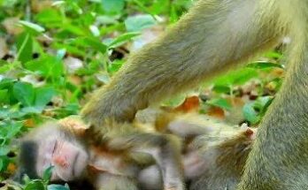 A mother monkey gently watches as her small baby stands alone on the forest ground in Angkor Wat, surrounded by tall trees and soft morning light.