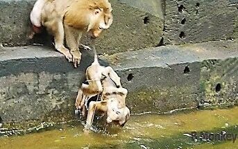 Abandoned baby monkey Bruno sitting quietly at the base of a fig tree in the Angkor Wat forest during early morning light.