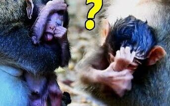 A macaque mother gently holding her quiet newborn beneath the Angkor Wat forest canopy at dawn