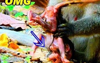 Newborn monkey resting on forest leaves beneath Angkor Wat trees in early morning light