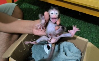 Newborn monkey resting safely in Angkor Wat forest shortly after birth, gently supported during a quiet rescue moment.