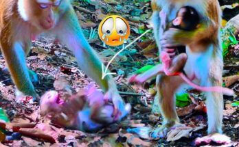 Baby monkey sitting on forest ground near Angkor Wat, expressing emotion while mother waits calmly nearby