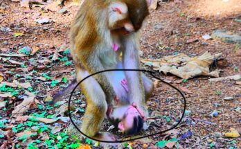 Mother monkey watches her newborn stand unsteadily on the forest floor beneath Angkor trees