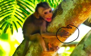 Mother monkey Malika holding her crying baby on a high tree branch in the Angkor Wat forest during a quiet morning moment