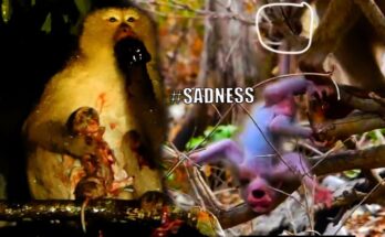 Mother monkey gently cradling her newborn in a misty Angkor Wat forest.