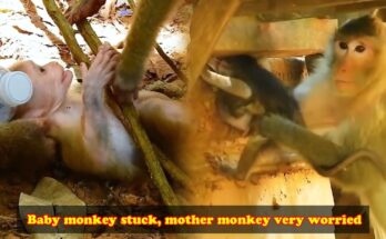 A mother monkey gently reaching for her baby whose leg is caught near tree roots in the Angkor Wat forest.