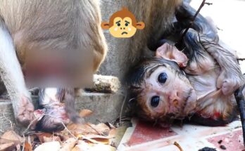 Mother monkey cradling her newborn beneath the Angkor Wat forest canopy after an early fall