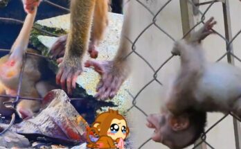 Mother monkey carefully pulling her baby free from wire mesh near Angkor forest fence
