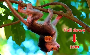 Mother monkey grooming her baby calmly beneath a tall tree in Angkor