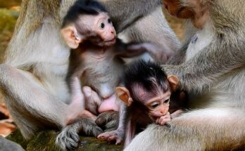 A tiny baby monkey perched gently on a traveler’s hand in the early morning light of the Angkor forest.