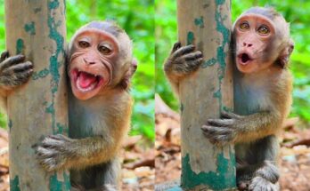 A young baby monkey named Jester stands in the Angkor Wat forest, softly calling while looking upward through the trees for his mother.