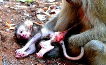 Newborn monkey Champlin resting on the forest floor moments before being gently lifted by his mother in the Angkor Wat forest.